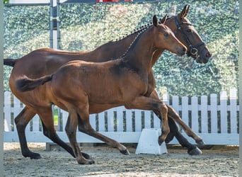 Westphalien, Étalon, Poulain (05/2025), Bai brun