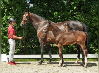 Westphalien, Étalon, Poulain (04/2024), Bai brun