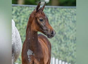 Westphalien, Étalon, Poulain (05/2025), Bai brun