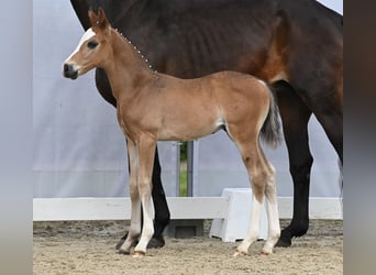 Westphalien, Étalon, Poulain (05/2024), Bai brun foncé