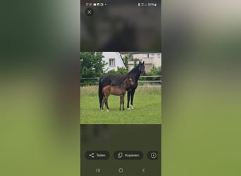 Westphalien, Étalon, Poulain (06/2026), Bai brun foncé
