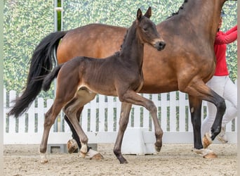 Westphalien, Étalon, Poulain (04/2026), Bai brun foncé