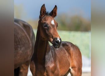 Westphalien, Étalon, Poulain (02/2026), Bai brun foncé