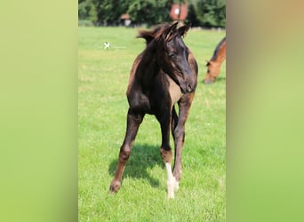 Westphalien, Étalon, Poulain (04/2024), Bai brun foncé