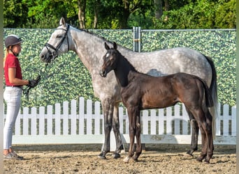 Westphalien, Étalon, Poulain (05/2025), Bai brun foncé