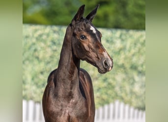 Westphalien, Étalon, Poulain (05/2025), Bai brun foncé