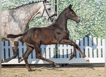 Westphalien, Étalon, Poulain (05/2025), Bai brun foncé