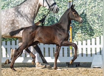 Westphalien, Étalon, Poulain (05/2025), Bai brun foncé