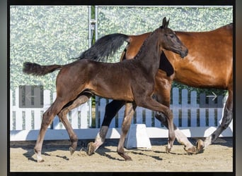 Westphalien, Étalon, Poulain (05/2026), Bai brun foncé