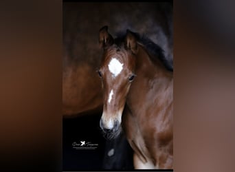 Westphalien, Étalon, Poulain (05/2025), Bai