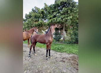 Westphalien, Étalon, Poulain (05/2026), Bai