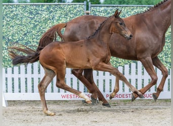 Westphalien, Étalon, Poulain (04/2026), Bai