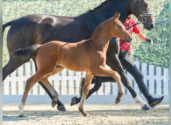 Westphalien, Étalon, Poulain (04/2026), Bai