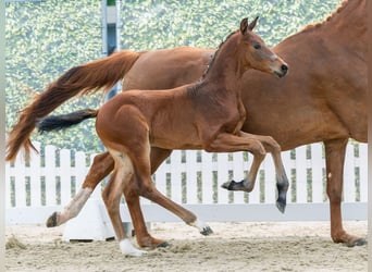 Westphalien, Étalon, Poulain (05/2026), Bai