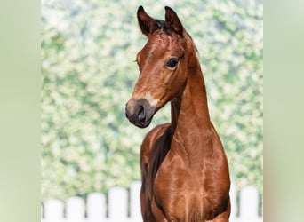 Westphalien, Étalon, Poulain (06/2026), Bai