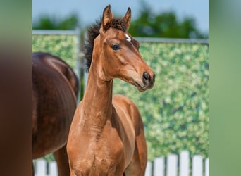 Westphalien, Étalon, Poulain (04/2026), Bai