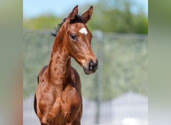 Westphalien, Étalon, Poulain (03/2026), Bai