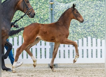 Westphalien, Étalon, Poulain (03/2026), Bai