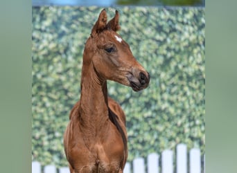 Westphalien, Étalon, Poulain (03/2026), Bai