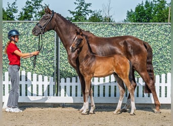 Westphalien, Étalon, Poulain (04/2025), Bai