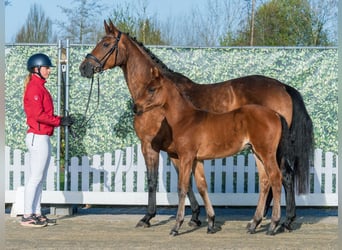 Westphalien, Étalon, Poulain (02/2026), Bai