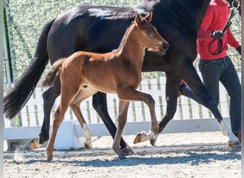 Westphalien, Étalon, Poulain (04/2026), Bai