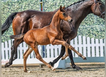Westphalien, Étalon, Poulain (06/2025), Bai