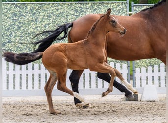 Westphalien, Étalon, Poulain (04/2026), Bai