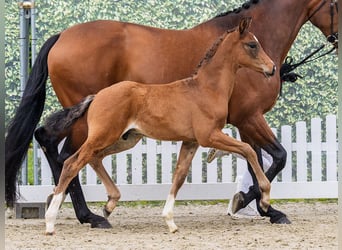 Westphalien, Étalon, Poulain (04/2026), Bai