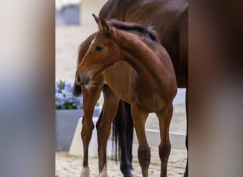 Westphalien, Étalon, Poulain (04/2026), Bai