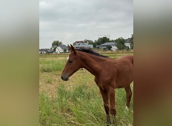 Westphalien, Étalon, Poulain (04/2026), Bai