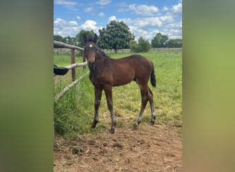 Westphalien, Étalon, Poulain (03/2026), Bai