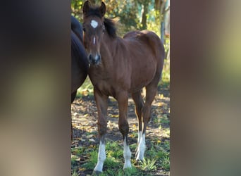 Westphalien, Étalon, Poulain (05/2025), Bai