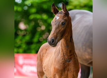 Westphalien, Étalon, Poulain (05/2026), Bai