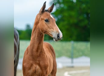 Westphalien, Étalon, Poulain (04/2026), Bai
