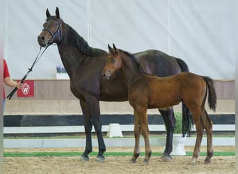 Westphalien, Étalon, Poulain (04/2026), Bai