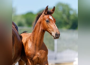 Westphalien, Étalon, Poulain (03/2026), Bai