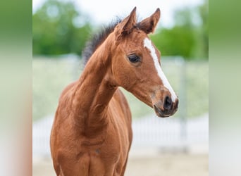 Westphalien, Étalon, Poulain (04/2026), Bai