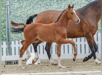 Westphalien, Étalon, Poulain (04/2026), Bai