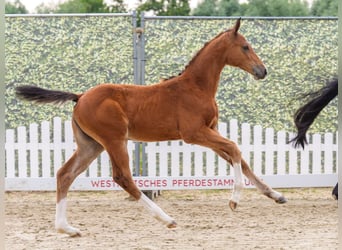 Westphalien, Étalon, Poulain (04/2026), Bai