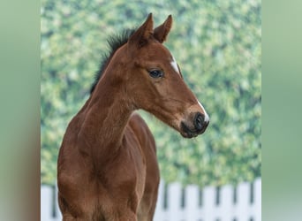 Westphalien, Étalon, Poulain (03/2026), Bai