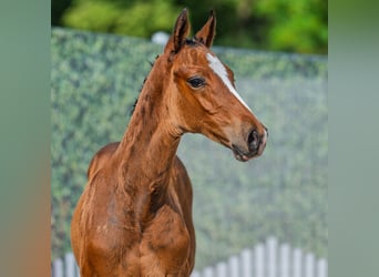 Westphalien, Étalon, Poulain (05/2025), Bai