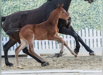 Westphalien, Étalon, Poulain (03/2026), Bai