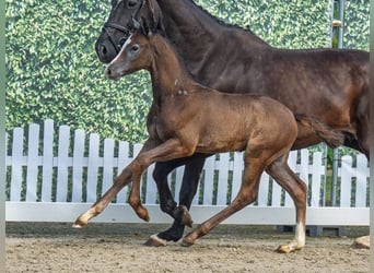 Westphalien, Étalon, Poulain (05/2025), Bai