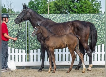 Westphalien, Étalon, Poulain (05/2025), Bai