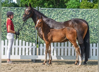 Westphalien, Étalon, Poulain (05/2025), Bai