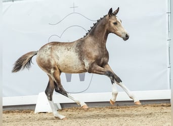 Westphalien, Étalon, Poulain (03/2024), Buckskin