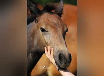 Westphalien, Étalon, Poulain (04/2024), Gris