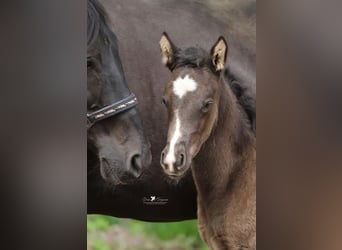 Westphalien, Étalon, Poulain (03/2026), Grullo