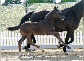 Westphalien, Étalon, Poulain (04/2026), Noir
